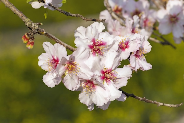 Zbliżenie pięknych białych różowych kwiatów kwitnącego drzewa migdałowego w sadzie migdałowym