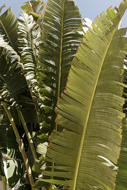 Zbliżenie pięknych bujnych zielonych liści tropikalnych palm.