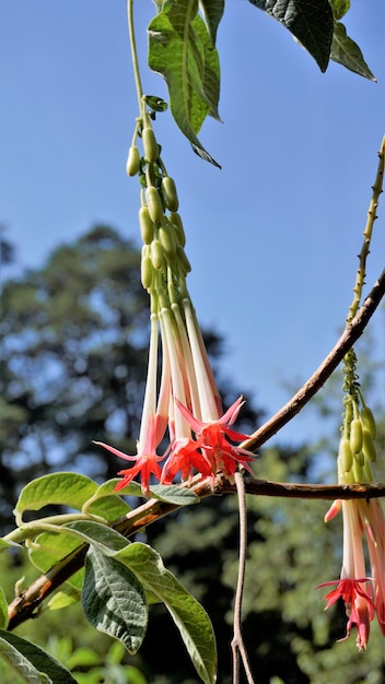 Zdjęcie zbliżenie pięknych kwiatów fuchsia boliviana carriere znanego również jako bolivian fuchsia