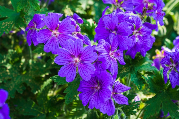 Zbliżenie pięknych kwiatów geranium kwitnących w ogrodzie