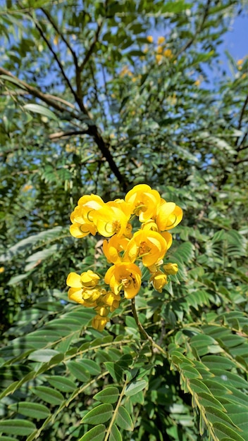 Zbliżenie pięknych kwiatów Senna spectabilis znanego jako Casia amarilla Whitebark senna żółty prysznic