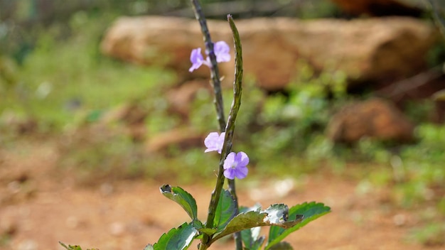 Zbliżenie pięknych kwiatów Stachytarpheta jamaicensis, znanego również jako jasnoniebieski snakeweed Blue porterweed itp.