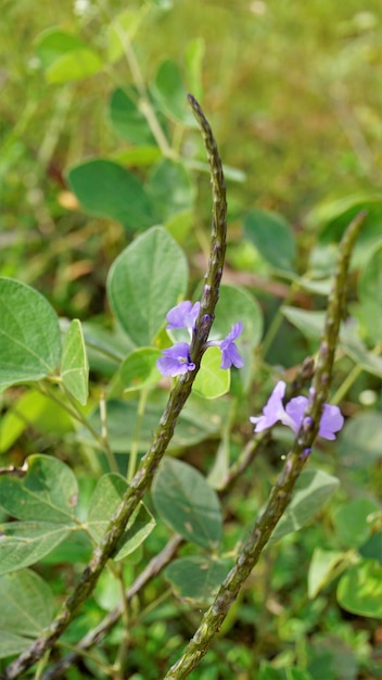 Zbliżenie pięknych kwiatów Stachytarpheta jamaicensis, znanego również jako jasnoniebieski snakeweed Blue porterweed itp.