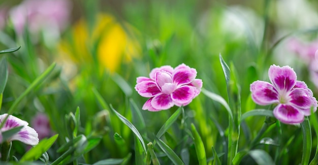 Zdjęcie zbliżenie pięknych różowych kwiatów karnifełdianthus chinensis kwitnących w ogrodzie