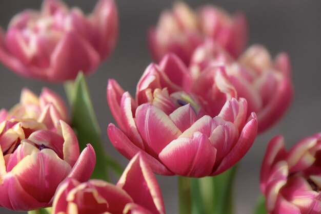 zbliżenie pięknych różowych kwiatów tulipanów w bukietie odizolowanym na szarym tle