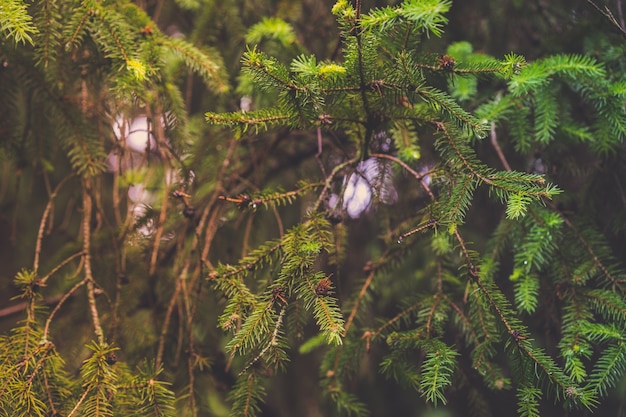 Zdjęcie zbliżenie pięknych zielonych gałęzi świerkowych z rosnącymi szyszkami