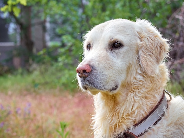 Zbliżenie pies ładny golden retriever