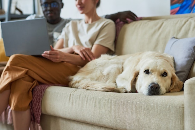 Zbliżenie: pies rasowy leżący na kanapie z właścicielami siedzącymi w tle w pokoju