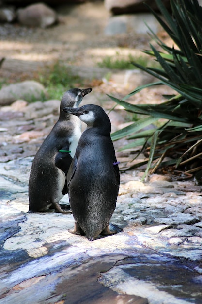 Zbliżenie pingwina na skale w zoo