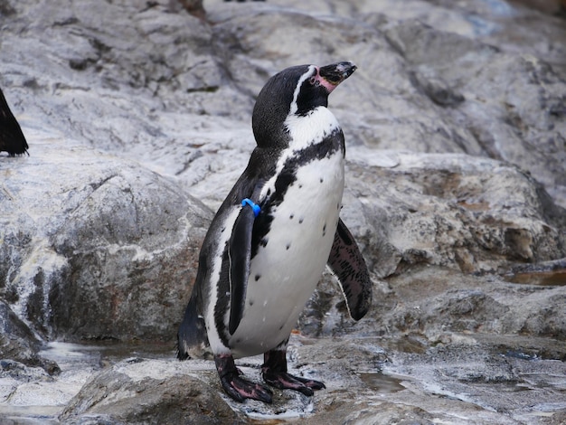 Zdjęcie zbliżenie pingwina na skale