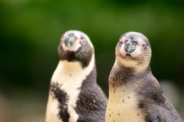 Zdjęcie zbliżenie pingwinów