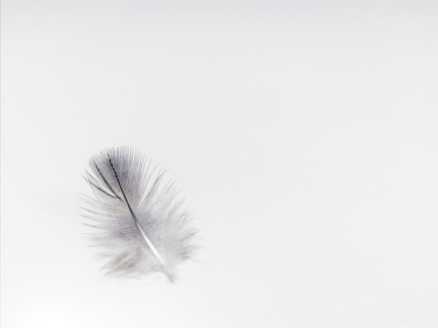 Zdjęcie zbliżenie pióra na białym tle