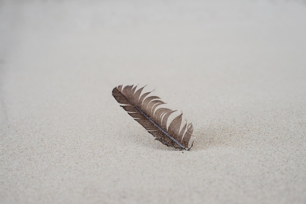 Zbliżenie pióra na piasku