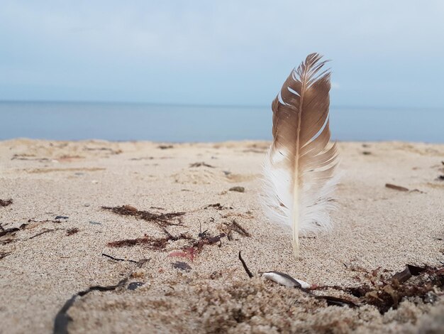 Zdjęcie zbliżenie pióra na plaży