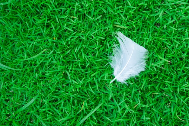 Zdjęcie zbliżenie pióra na trawiastym polu