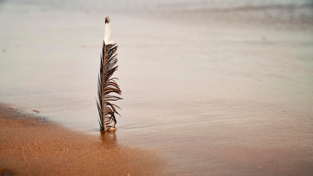 Zbliżenie pióra w piasku na plaży