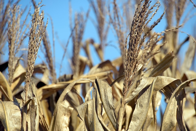 Zbliżenie plantacji kukurydzy