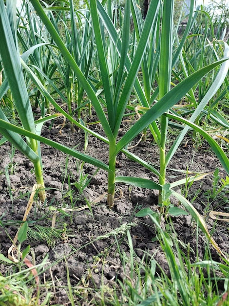 Zbliżenie plantacji zielonej cebuli na poluzowanej glebie