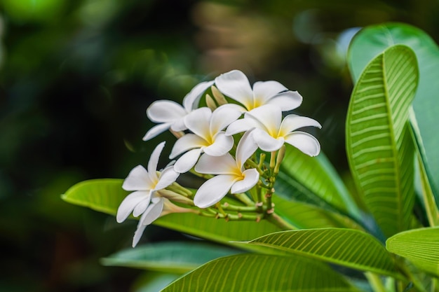 Zbliżenie Plumeria lub frangipani Bloom na drzewie