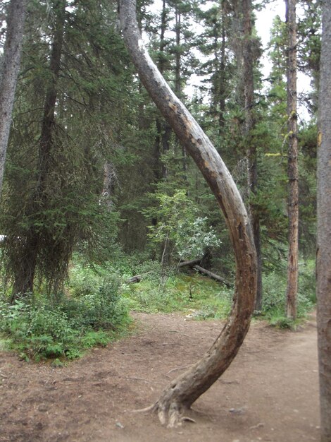 Zdjęcie zbliżenie pnia drzewa w lesie