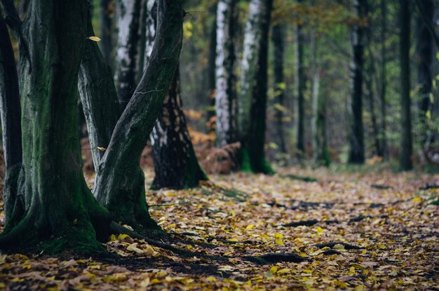 Zdjęcie zbliżenie pnia drzewa w lesie