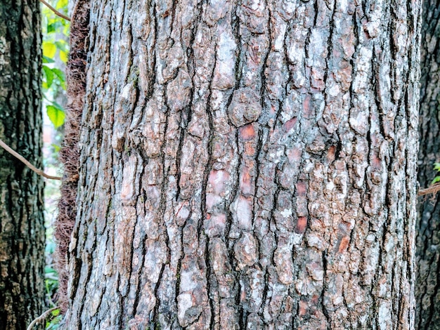 Zdjęcie zbliżenie pnia drzewa w lesie