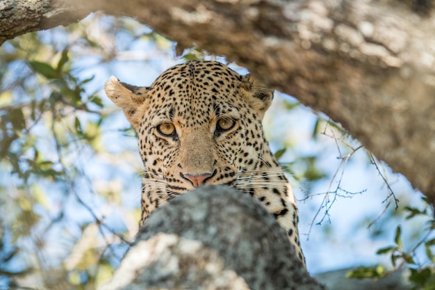 Zdjęcie zbliżenie pnia leoparda