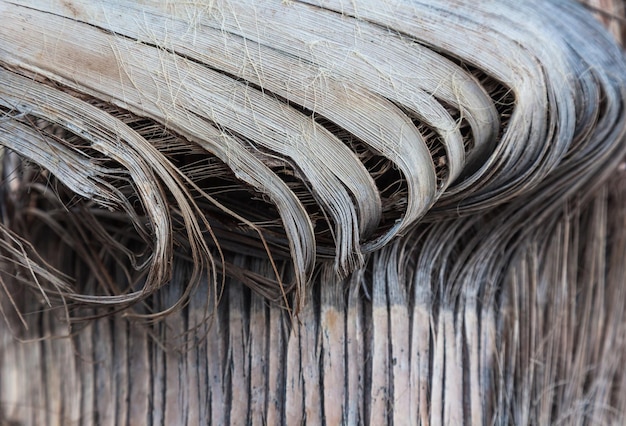 Zbliżenie pnia palmy Sucha kora na pniu Tekstura pnia palmi