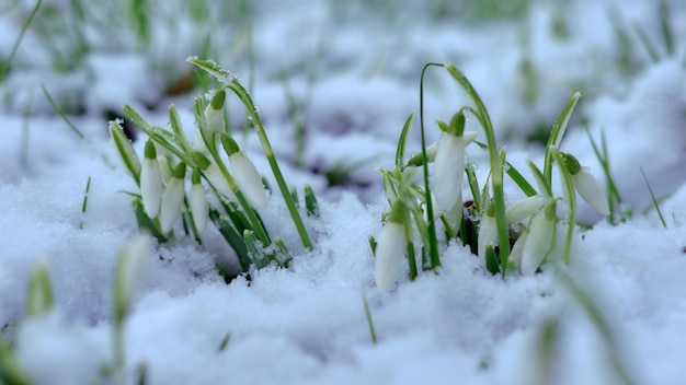 Zdjęcie zbliżenie pokrytych śniegiem roślin na lądzie
