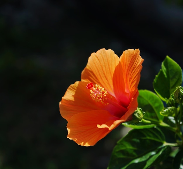 Zbliżenie pomarańczowego hibiskusa kwitnącego na świeżym powietrzu