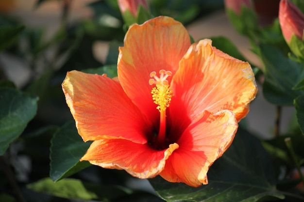 Zbliżenie pomarańczowego kwiatu hibiskusa