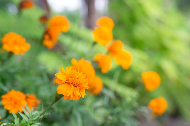 Zbliżenie pomarańczowego kwiatu marigold