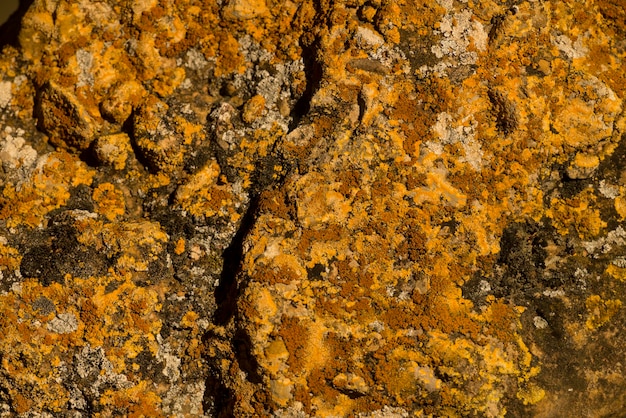Zbliżenie pomarańczowy jasny mech algi na skale pień fotografia