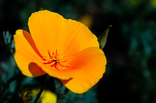 Zbliżenie pomarańczowy piękny kwiat Escholzia california w ogrodzie, nieostrość.