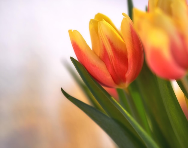 Zbliżenie pomarańczowych tulipanów na na białym tle z kopią miejsca Bukiet lub bukiet pięknych kwiatów tulipanów z zielonymi łodygami uprawianymi jako ozdoby dla jego piękna i kwiatowy zapach zapachowy