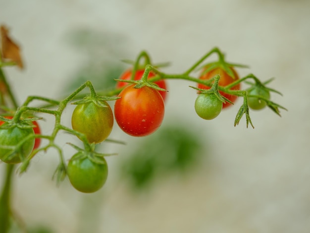 Zdjęcie zbliżenie pomidora