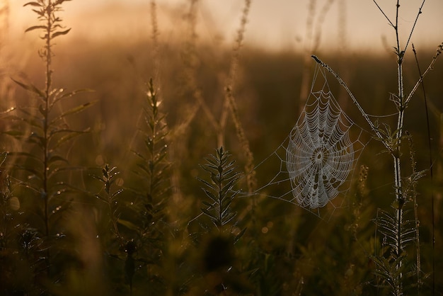 Zdjęcie zbliżenie porannego światła pajęczej sieci na polu