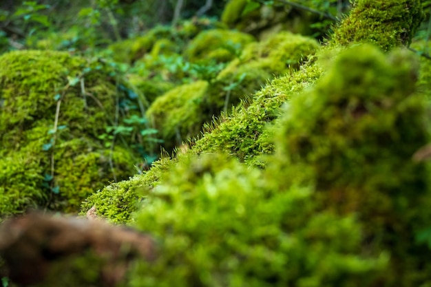Zdjęcie zbliżenie porostów i zielonego lasu pleśni w północnej hiszpanii asturii