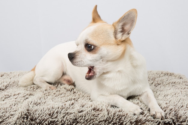 Zbliżenie portret biały chihuahua przeciw szaremu tłu