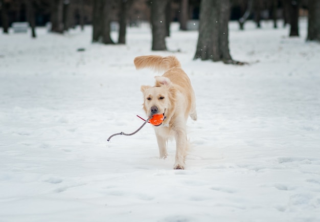 Zbliżenie portret biały pies retriever w tle zimy. Biały golden retriever szczeniak siedzi na śniegu. słoneczny zimowy dzień