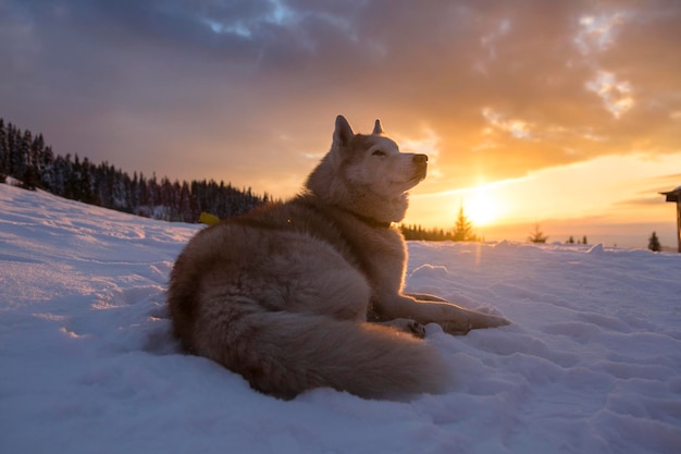 Zbliżenie portret brązowy siberian husky pies leżący na śniegu w górach o zachodzie słońca