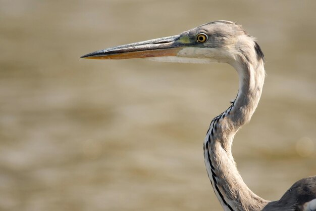 Zbliżenie Portret Czapli Siwej Lub Ardea Cinerea Stoi W Rzece