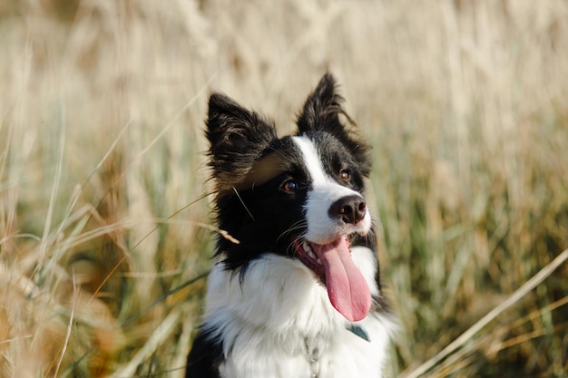 Zbliżenie Portret Czarno-białego Psa Rasy Border Collie