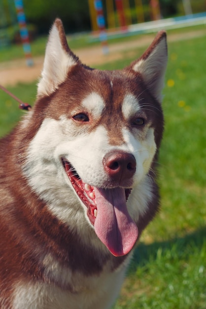 Zbliżenie Portret Czerwonych Białych Psów Rasowych Husky