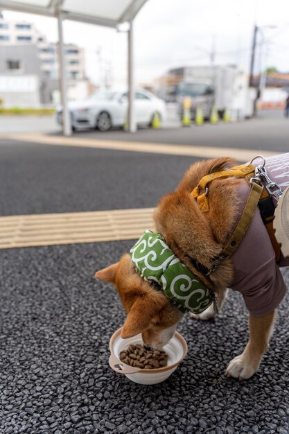 Zbliżenie Portret głowy Shiba Inu Pies Zewnętrzna budowa portretu Shiba Inu Pies stoi