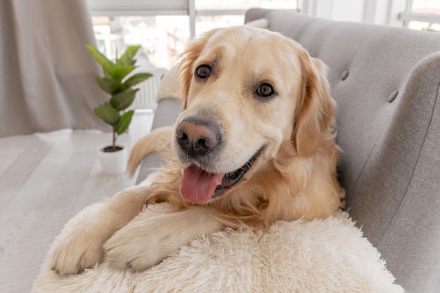 Zbliżenie portret golden retriever psa leżącego na szarej kanapie i patrząc w kamerę