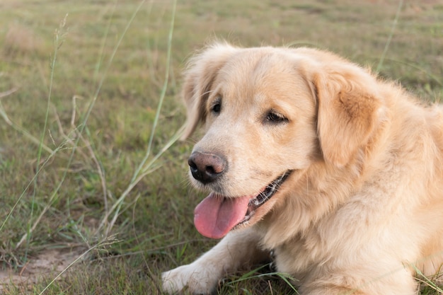 Zbliżenie portret golden retriever psa leżącego na trawniku