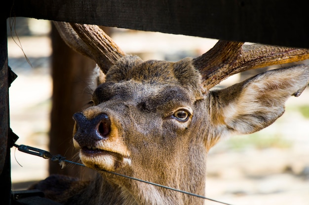 Zbliżenie portret jelenia, dzikie zwierzę w berlińskim zoo