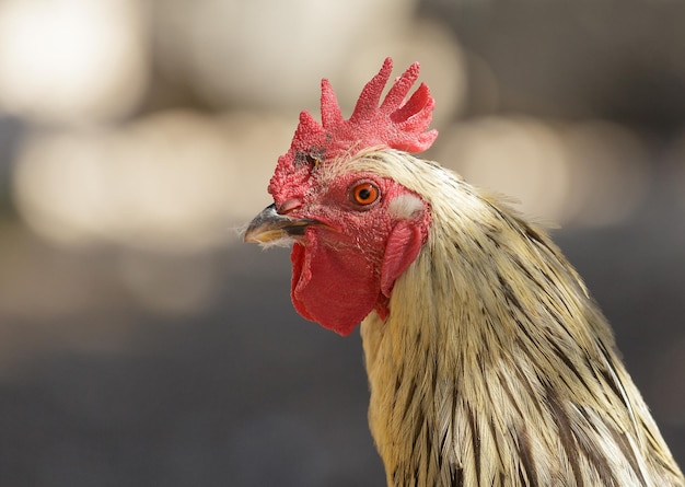 Zbliżenie portret koguta