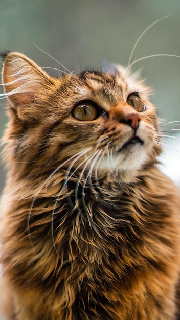 Zbliżenie portret kota domowego w szare paskiZdjęcie dla witryn klinik weterynaryjnych o kotach na karmę dla kotów